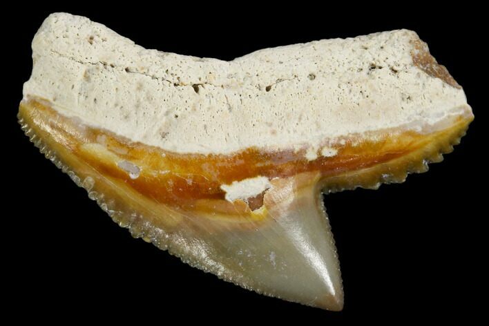 Fossil Tiger Shark Tooth - Bone Valley, Florida #113866